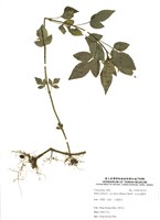 藏品(大花咸豐草)的圖片